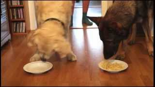 Spaghetti Eating Competition Golden Retriever vs German Shepherd [upl. by Irreg]