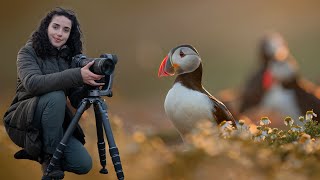 Puffins Wildlife Photography on Skomer Island Vlog [upl. by Abijah]