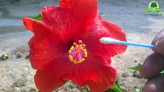 Hibiscus Pollinationamp seed collecting  part 1  Hand pollination series 3 [upl. by Hankins236]