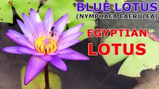 Blue Lotus Nelumbo nucifera Blue Lily Nymphaea caerulea Egyptian Lotus Flower Plant Stem Leaves [upl. by Drisko]