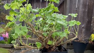 Pruning An Overwintered Geranium  April 6 2022 [upl. by Nosauq153]