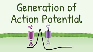 Generation of Action Potential  How Action Potential is Generated in neurons muscles etc [upl. by Udela]