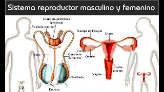 Aparato Reproductor masculino y femenino explicado para niños [upl. by Euqenimod271]