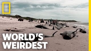 Beached Whales  Worlds Weirdest [upl. by Hsevahb541]