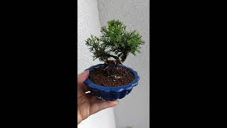 Bonsai Juniperus Plumosa [upl. by Aracal]