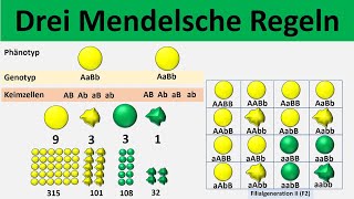 Mendelsche Regeln 1 Uniformitätsregel  2 Spaltungsregel  3 Unabhängigkeitsregel  Biologie [upl. by Hluchy313]