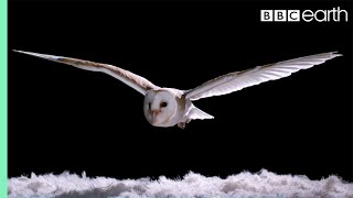 Experiment How Does An Owl Fly So Silently  Super Powered Owls  BBC [upl. by Hogan]