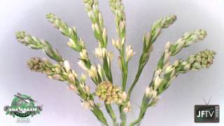 JFTV presents the Tuberose Time Lapse [upl. by Leonardi]