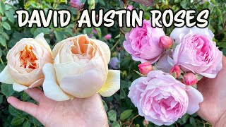 David Austin Rose Update🌹 [upl. by Eula]