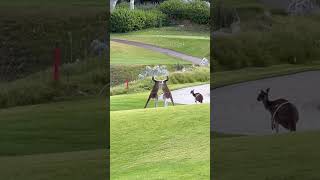 Fight breaks out on Joondalup Golf Course [upl. by Alicsirp]