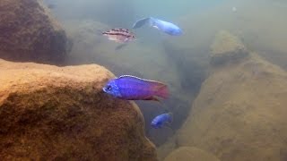 Stunning Red Empress  Protomelas taeniolatus at Namalenje Island [upl. by Llenahc585]