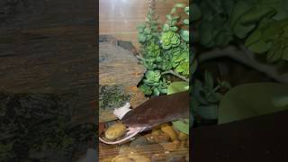 Amphiuma Feeding outdoorswithjay amphibian amphiuma feedshorts [upl. by Thielen]