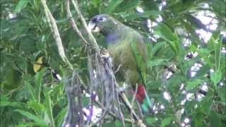 Pionus maximiliani  Maitacaverde  Scalyheaded Parrot [upl. by Conah279]