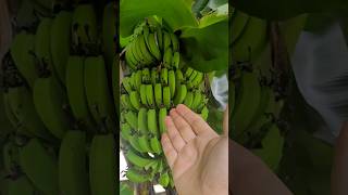 O Cultivo da Bananeira Depende Disso para Ter Banana Graúda [upl. by Netty]