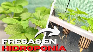 Como cultivar FRESA HIDROPÓNICA casera 🍓 Paso a paso ✅ [upl. by Coppinger]