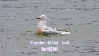 Slenderbilled Gull [upl. by Aehtna457]