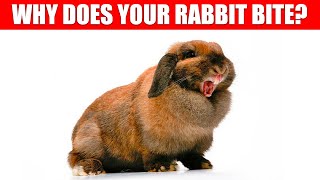 Why Does My Rabbit Bite Me And How to Stop it [upl. by Nayab]