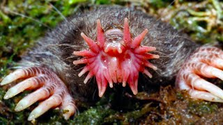 20 Weird Animals That Will Give You Chills [upl. by Sina726]