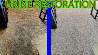 CARPET CLEANING RESTORATION OF PET URINE DAMAGED CARPET Unbelievable results Steam Boss [upl. by Stephanus72]