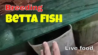 How To Make Mosquito Breeding For Betta Fish Live Food [upl. by Mulligan]