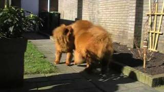 2 chow chows fighting [upl. by Akcinahs364]