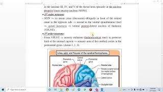 16 Anterolateral System Ventral spinothalamic tracts [upl. by Vassily922]