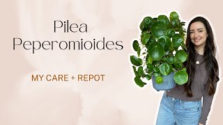 All about my Pilea Peperomioides Plant Care tips and Repotting [upl. by Rebel]