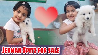 Jerman Spitz For Sale  Rimpi With Spitz Puppy [upl. by Eekaz]