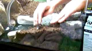 How to setup a naturalistic vivarium pt1 [upl. by Atiuqrahs]