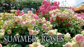 Summer Roses of Keisei Rose Garden 2022 京成バラ園 4k rose [upl. by Melisenda130]