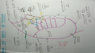 Trochanteric and Cruciate Anastomosis  Part 2  The Charsi of Medical Literature [upl. by Tonkin]