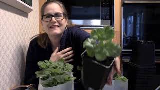 Up Potting Two Month Old Geranium Seedlings [upl. by Ylloj]