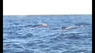 Humpback whales singing off Galley Head County Cork [upl. by Hgielak478]