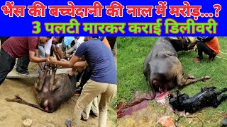 बच्चेदानी की नाल में मरोड़  भैंस की पलटी मारकर कराई डिलीवरी  Dystocia and Torsion in Buffalo [upl. by Llenahc]