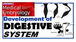 Langman Chapter15  Embryology of Digestive System  Dr Asif Lectures [upl. by Kcirdled852]