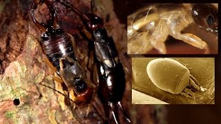 Earwig Forficula auricularia and its mite Histiostoma polypori [upl. by Ahsaret]