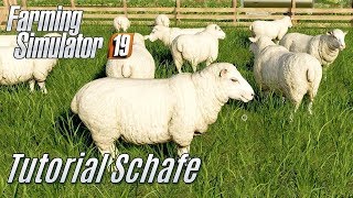 LS19 Schafe Tutorial  für Einsteiger [upl. by Drawd368]