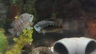 Blue Carpintis Cichlid [upl. by Kreitman]