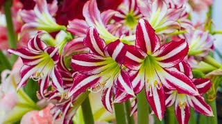 How to Plant Indoor Amaryllis Winter Garden Guide [upl. by Viafore]