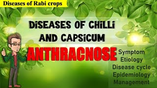 Diseases of Chilli and Capsicum  Anthracnose and Fruit Rot [upl. by Sheena759]