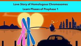 Stages of Prophase 1 of Meiosis with a visual mnemonic [upl. by Liagaba130]