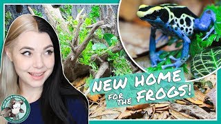 New Bioactive DART FROG Vivarium [upl. by Aihsotal]