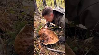 Beautiful mushrooms from Eastern Europe funghi porcini boletus grzyby гриби [upl. by Ezaria]