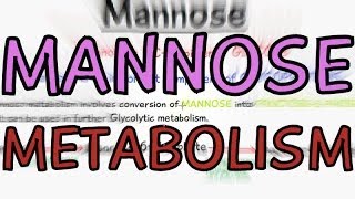 Biochemistry Help Mannose Metabolism [upl. by Dun]