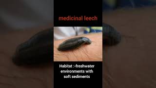 medicinal leech classification and commentary quot Hirudo medicinalisquot العلق الطبىmarine [upl. by Dihaz]