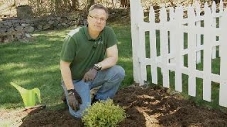 Garden Tips  How to Plant a Shrub [upl. by Antrim304]