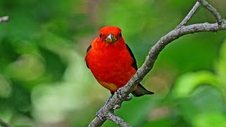 Piranga olivacea SCARLET TANAGER compilation males amp females 9087344 [upl. by Irrej]