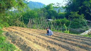 Destroy damaged corn fields plant more potatoes Ipomoea batatas [upl. by Jesh]