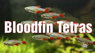 New Fish Bloodfin Tetras [upl. by Magdala729]