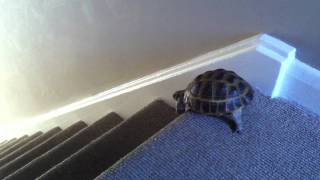 Terry the tortoise takes a tumbleMOV [upl. by Dorinda]